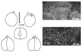  Cotyledon, embryo, and testa:  C. arietinum  C. Linnaeus - embryo, cotyledons, and testa SEMs.

