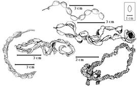  Fruit and seed:  C. arborea  (C. Linnaeus) Britton amp; J.N. Rose - far left fruit with several seeds, left center dehiscent fruit with at least 1 seed;  C. donnell-smithii  Britton amp; J.N. Rose - right center dehiscent fruit with at least 1 seed, top right fruit with several seeds;  C. rufescens  (G. Bentham) Britton amp; J.N. Rose - bottom right dehiscent fruit cluster without seeds.
