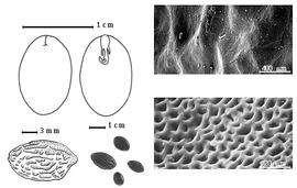  Seed, cotyledon, embryo, and testa:  C. arborea  (C. Linnaeus) Britton amp; J.N. Rose - testa SEMs; C . donnell-smithii  Britton amp; J.N. Rose - bottom left testa topography;  C. rufescens  (G. Bentham) Britton amp; J.N. Rose - top left cotyledons concealing radicle (L) and embryonic axis (R); C. spp. - bottom left center seeds.
