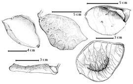  Fruit:  C. antillananbsp; I. Urban - bottom right fruit;  C. curtisii  D. Prain - bottom left valve;  C. papuana  A.J.G.H. Kostermans - top right dehisced fruit;  C.  sp. - top center fruit, top left valve.
