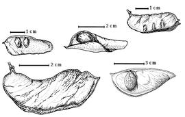  Fruit and seed:  C. congolanum  (De Wildman) J.J.G. Léonard - bottom right seed in situ;  C. curtisiorum  Johnston - top right dehisced fruit, top left seeds in situ;  C. exfoliatum  E.A.J. De Wildeman subsp. pseudotaxus (E.G. Baker) P.A. Duvigneaud amp; J.P.M. Brenan - bottom left fruit;  C. maraviense  D. Oliver - top center seeds in situ.
