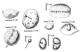  Fruit and seed:  C. bauhiniifolia  G. Bentham - 3rd row bottom 1-seeded fruit (L) and 2-seeded fruit (R);  C. grandiflora  A. Gray - 2nd row top fruit in lateral view;  C. inaequifolia  A. Gray - 1st row top fruit in lateral view;  C. marginata  G. Bentham - 2nd row bottom fruit in lateral view;  C. retusa  Britton amp; J.N. Rose - 3rd row top fruit;  C. spruceana  G. Bentham - 1st row bottom fruit in lateral view;  C. webberi  E.G. Baker - 4th row bottom seed in situ; C. sp. - 4th row top fruit.
