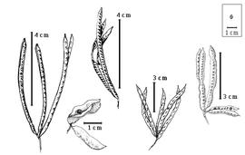  Fruit and seed:  D. bicornutus  S. Watson - bottom right center fruit cluster;  D. illinoensis  (Michaux) MacMillan ex Robinson amp; Fernald - bottom left center fruit cluster with dehiscent fruit;  D. virgatus  (C. Linnaeus) C.L. von Willdenow var.  depressus  (Humboldt amp; Bonpland ex C.L. von Willdenow) B.L. Turner - far right fruit cluster with dehiscent fruit;  D. virgatus  (C. Linnaeus) C.L. von Willdenow var.  virgatus  - far left and top left center fruit clusters with dehiscent fruits.
