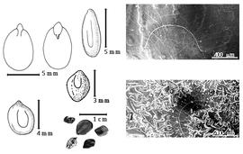  Seed, cotyledon, embryo, and testa:  D. illinoensis  (Michaux) MacMillan ex Robinson amp; Fernald - bottom left seed topography, top left cotyledon not concealing radicle (L) and embryonic axis (R);  D. interior  (Britton amp; J.N. Rose) Bullock - testa SEMs;  D. leptolobus  Torrey amp; Gray - top left center seed topography;  D. virgatus  (C. Linnaeus) C.L. von Willdenow var. virgatus - center seed topography;  D.  spp. - bottom left center seeds.
