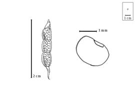  Fruit and seed:  D. belgaumense  (W. Wight) A. Pramanik amp; K. Thothathri - fruit and seeds, both after Wight, 1838.
