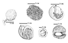  Fruit and seed:  D. macrocarpum  H.A.T. Harms - bottom left solid mesocarp;  D. microcarpum  Guillemin amp; Perrottet - top left fruit;  D. senegalense  J.F. Gmelin - top right eroded fruit (epicarp broken), top center fibrous mesocarp, bottom right and bottom center seeds in situ.
