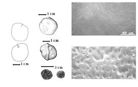 Seed, cotyledon, embryo, and testa:  D. microcarpum  Guillemin amp; Perrottet - top left center seed topography;  D. senegalense  J.F. Gmelin - left center seed topography, far left cotyledon split and concealing radicle (above) and embryonic axis (below), testa SEMs;  D.  spp. - bottom left center seeds.
