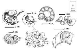  Fruit and seed:  D. cinerea  (C. Linnaeus) R. Wight amp; G.A.W. Arnott subsp.  cinerea  - bottom center and top left center fruit clusters, bottom right seed in situ, top far right fruit;  D. cinerea  subsp.  platycarpa  (F.M.J. Welwitsch ex Bull) J.P.M. Brenan amp; R.K. Brummitt - top far left and bottom left fruits;  D. spicata  (F.J.H. von Mueller) Domin - top right center fruit
