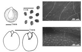  Seed, cotyledon, embryo, and testa:  D. cinerea  (C. Linnaeus) R. Wight amp; G.A.W. Arnott subsp.  cinerea  - top left seed topography, bottom left cotyledon concealing all but radicle tip (L) and embryonic axis (R), testa SEMs;  D.  spp. - top left center seeds.
