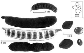  Fruit and seed:  E. ebano  (J.L. Berlandier) R.C. Barneby amp; J.W. Grimes - left fruits;  E.  spp. - right seeds.
