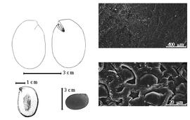  Seed, cotyledon, embryo, and testa:  E. spectabilis  C.G.G.J. van Steenis amp; H.C.D. de Wit - top left cotyledon notched and split (L) and embryonic axis (R), bottom far left seed topography, bottom left center seed, testa SEMs.
