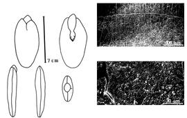  Cotyledon, embryo, and testa:  F. moluccana  (F.A.W. Miquel) R.C. Barneby amp; J.W. Grimes - embryo, cotyledons, and testa SEMs.
