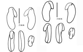  Cotyledon and embryo:  G. celsianum  (A.C. Lemaire) G.T. Chandler amp; M.D. Crisp - left group of embryo and cotyledons;  G. dilatum  (G. Bentham) G.T. Chandler amp; M.D. Crisp - right group of embryo and cotyledons.
