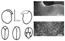  Cotyledon, embryo, and testa:  G. cristata  R. Wight amp; G.A.W. Arnott - embryo, cotyledons, and testa SEMs.
