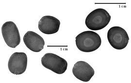  Seed:  H. occidentalis  (T.S. Brandegee) R.C. Barneby amp; J.W. Grimes - seeds.

