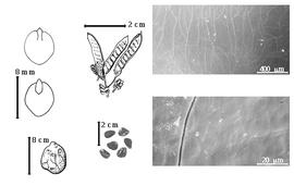  Fruit, seed, cotyledon, embryo, and testa:  H. gracilis  (Ruiz amp; Pavon) Hooker amp; G.A.W. Arnott - top left center fruit cluster;  H. microphylla  Torrey - bottom far left seed topography, top far left cotyledon auriculate and concealing lower margins of radicle (upper) and embryonic axis (lower), testa SEMs;  H.  spp. - bottom left center seeds.
