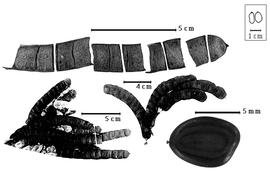 Fruit and seed:  H. corymbosa  (W.P. Rich) - center fruit cluster;  H. marginata  (G. Bentham) R.C. Barneby amp; J.W. Grimes - top fruit, bottom right seed, bottom left fruit cluster.
