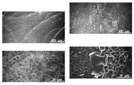  Testa:  H. corymbosa  (W.P. Rich) - right testa SEMs;  H. marginata  (G. Bentham) R.C. Barneby amp; J.W. Grimes - left testa SEMs.
