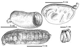  Fruit:  H. aurea  Lee amp; Langenheim - top right fruit;  H. courbaril  C. Linnaeus - top left empty fruit, bottom right endocarp segment containing 2 seeds;  H. stignocarpa  C.F.P. von Martius - bottom left fruit.
