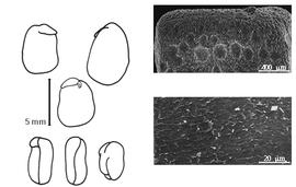  Cotyledon, embryo, and testa:  I. kirilowii  C.J. Maximowicz amp; I.V. Palibin - embryo, cotyledons, and testa SEMs.
