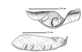  Fruit and seed:  I. dalzielii  W.G. Craib amp; O. Stapf - bottom fruit;  I. doka  W.G. Craib amp; O. Stapf - top seed in situ.
