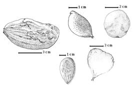  Fruit:  K. alternifolium  (Elmer) Merrill amp; Rolfe - top right fruit, bottom left fruit;  K. pinnatum  (de Candolle) H.A.T. Harms - top center fruit;  K. platycarpum  Burtt - bottom right fruit, top left fruit.
