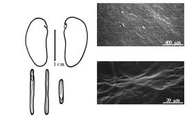  Cotyledon, embryo, and testa:  K.  spp. - embryo, cotyledons, and testa SEMs.
