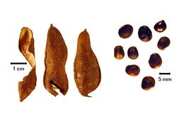  Fruit and seed:  L. multiflora  (J. Torrey amp; A. Gray) R.H. Fortunato, L.P. de Queiroz amp; G.P. Lewis - fruits and seeds.
