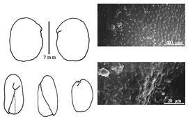  Cotyledon, embryo, and testa:  L. modesta  (P.C. Standley amp; J.A. Steyermark) P.C. Standley amp; J.A. Steyermark - embryo, cotyledons, and testa SEMs.
