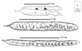  Fruit:  L. esculenta  (Mociño amp; Sessé) G. Bentham - middle fruit;  L. retusa  G. Bentham - bottom fruit; L. diversifolia (Schlecht.) G. Bentham - top dehiscent fruit.
