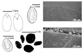  Seed, cotyledon, embryo, and testa:  L.nbsp;leucocephala  (J.B.A.P. de M. de Lamarck) H.C.D. de Wit - top left center seed topography, top left cotyledon concealing about 1/3 of radicle (L) and embryonic axis (R), testa SEMs;  L. trichodes  (N.J. von Jacquin) G. Bentham - bottom far left seed topography;  L.  spp. - bottom left center seeds.
