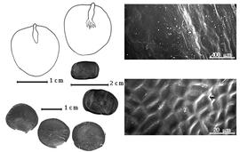  Seed, cotyledon, embryo, and testa:  L. incuriale  (J.M.C. Vellozo) R.C. Barneby amp; J.W. Grimes - top left cotyledon not concealing radicle (L) and embryonic axis (R), bottom left seeds, testa SEMs;  L. limae  R.C. Barneby amp; J.W. Grimes - left center seeds.
