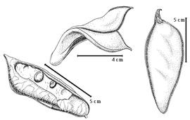  Fruit and seed:  L. grandis  Ridley - right fruit, top dehisced fruit;  L. latistipulata  (D. Prain) D. Prain - left immature seeds in situ.nbsp;

