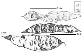  Fruit and seed:  L. affinis  Britton amp; J.N. Rose - top valve with seed in situ;  L. aurita  (N.J. von Jacquin) Macbride - bottom fruit;  L. watsonii  J.N. Rose - center fruit.
