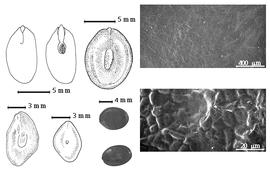  Seed, cotyledon, embryo, and testa:  L. affinis  Britton amp; J.N. Rose - bottom left and bottom left center seed topographies, top left cotyledon concealing all but radicle tip (L) and embryonic axis (R);  L. desmostachya  G. Bentham - testa SEMs; L. watsonii J.N. Rose - top left center seed topography;  L.  spp. - bottom left center seeds.
