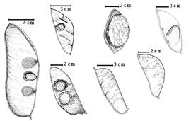  Fruit and seed:  M. colombianum  (Britton amp; E.P. Killip) E.P. Killip - 4th row bottom fruit;  M. gracile  R. Spruce ex G. Bentham - 2nd row top seed in situ;  M. limbatum  R. Spruce ex G. Bentham - 3rd row top seed in situ;  M. microcalyx  W.A. Ducke - 2nd row bottom seeds in situ;  M. montanum  W.A. Ducke var.  potaroanum  R.S. Cowan - 3rd row bottom fruit;  M. pendulum  C.L. von Willdenow - 4th row top seed in situ;  M. punctatum  R. Spruce ex G. Bentham - 1st row seeds in situ.
