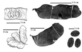  Fruit and seed:  M. amplissima  (W.A. Ducke) R.C. Barneby amp; J.W. Grimes - top right fruit;  M. discolor  (Humboldt amp; Bonpland ex C.L. von Willdenow) Britton amp; J.N. Rose ex Britton amp; E.P. Killip - bottom right seeds;  M. pubiramea  (Steudel) R.C. Barneby amp; J.W. Grimes - top left seeds in situ, bottom left fruit cluster;  M. spruceana  (G. Bentham) E.P. Killip ex Record - bottom center fruit.
