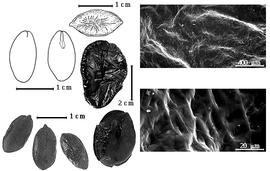  Seed, cotyledon, embryo, and testa:  M. pubiramea  (Steudel) R.C. Barneby amp; J.W. Grimes - top far left cotyledon concealing radicle (L) and embryonic axis (R), top left center seed topography, bottom far left seeds, testa SEMs;  M. amplissima  (W.A. Ducke) R.C. Barneby amp; J.W. Grimes - left center seeds.
