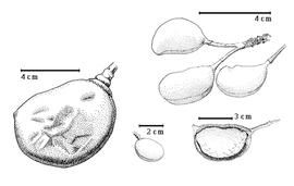  Fruit and seed:  M. hollrungii  H.A.T. Harms - bottom center fruit;  M. pleurijuga  Merrill amp; Perry - top right fruit cluster;  M. polyandra  H.A.T. Harms - bottom right seed in situ;  M.  sp. - left fruit.
