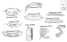  Fruit and seed:  M. acantholoba  (C.L. von Willdenow) Poiret var.  platycarpa  R.C. Barneby - 1st row top fruit;  M. aculeaticarpa  var.  aculeaticarpa  Ortega - 3rd row 3rd image fruit;  M. aspera  M.E. Jones - 1st row bottom replum with several valve segments missing, 2nd row bottom seed in situ;  M. bahamensis  G. Bentham - 2nd row center fruit;  M. depauperata  G. Bentham - 3rd row top fruit;  M. invisa  C.F.P. von Martius ex Colla - 3rd row bottom fruit cluster;  M. rhododactyla  Robinson - 2nd row top replum with several valve segments missing;  M. somnians  Humboldt amp; Bonpland ex C.L. von Willdenow - 3rd row 2nd image fruit;  M. weddelliana  G. Bentham - 1st row center fruit.
