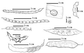 Fruit and seed:  M. aculeaticarpa  Ortega var.  biuncifera  (G. Bentham) R.C. Barneby - 1st row 4th image fruit;  M. borealis  A. Gray - far right top fruit;  M. dysocarpa  G. Bentham - 1st row 3rd image fruit;  M. malacophylla  A. Gray - 1st row bottom replum with several valve segments missing;  M. microcephala  K.S. Kunth ex C.L. von Willdenow - 1st row top fruit;  M. microphylla  Sessé amp; Mociño - 1st row 2nd image fruit;  M. obovata  G. Bentham - 2nd row top seed in situ, 2nd row bottom fruit;  M. rufescens  G. Bentham var.  amnis-nigri  R.C. Barneby - 2nd row 3rd image fruit;  M. spirocarpa  N.E. Ross - 2nd row 2nd image fruit.
