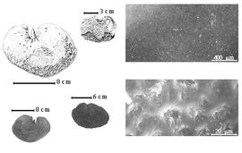  Seed, cotyledon, embryo, and testa:  M. abbottii  J.N. Rose amp; Leonard - bottom left center seed;  M. oleifera  (Triana) W.A. Ducke - top left cotyledon topography, bottom far left cotyledon;  M. paraensis  W.A. Ducke - top left center seed topography with most of testa missing, testa SEMs.
