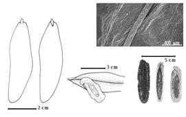  Seed, cotyledon, embryo, and testa:  N. aubrevillei  (F. Pellegrin) Keay - left cotyledon not concealing radicle (L) and embryonic axis (R);  N. buchananii  (Baker) Gilbert amp; Boutique - testa SEM;  N. hildebrandtii  (Vatke) Torre - bottom center seed in situ;  N.  spp. - bottom right seeds.

