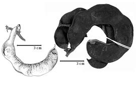  Fruit:  P. elachistophylla  (A. Gray ex S. Watson) Britton amp; J.N. Rose - right fruits;  P. leptophylla  (A.P. de Candolle) Britton amp; J.N. Rose - left fruit
