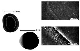  Seed, cotyledon, embryo, and testa:  P. elachistophylla  (A. Gray ex S. Watson) Britton amp; J.N. Rose - bottom left seed;  P. leptophylla  (A.P. de Candolle) Britton amp; J.N. Rose - top left seed and testa SEMs.

