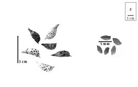  Fruit and seed:  P. filifolia  J. Torrey amp; A. Gray - fruits with calyx and seeds.
