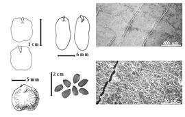  Seed, cotyledon, embryo, and testa:  P. africanum  Sonder - bottom left center seeds;  P. brasiliense  I. Urban - top far left cotyledon concealing only margins of radicle (above) and embryonic axis (below);  P. mollis  ( K.S. Kunth) I.B. Balfour amp; E.P. Killip - bottom far left seed topography;  P. pterocarpum  (de Candolle) Backer ex K. Heyne - top left center cotyledon auriculate and concealing most of radicle (L) and embryonic axis (R), testa SEMs.
