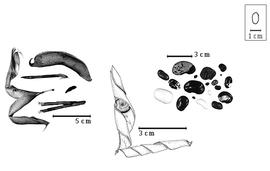  Fruit and seed:  P. polystachios  (C. Linnaeus) N.L. Britton, E.E. Stern amp; F. Poggenburg - center fruit;  P.  spp. - left fruits and right seeds.
