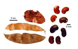  Fruit and seed:  P. cyanescens  (J.H.K. Schumann amp; P. Thonning) G.E. Roberty - bottom fruit in left fruit grouping;  P. laxiflora  (J.P.A. Guillemin) G.E. Roberty - middle fruit in left fruit grouping;  P. violacea  (J.F. Klotzsch) B.D. Schrire - upper fruit in left fruit grouping and right group of seeds.
