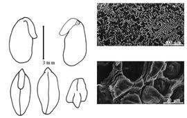  Cotyledon, embryo, and testa:  P. majus  H. Collett amp; W.B. Hemsley - embryo, cotyledons, and testa SEMs.
